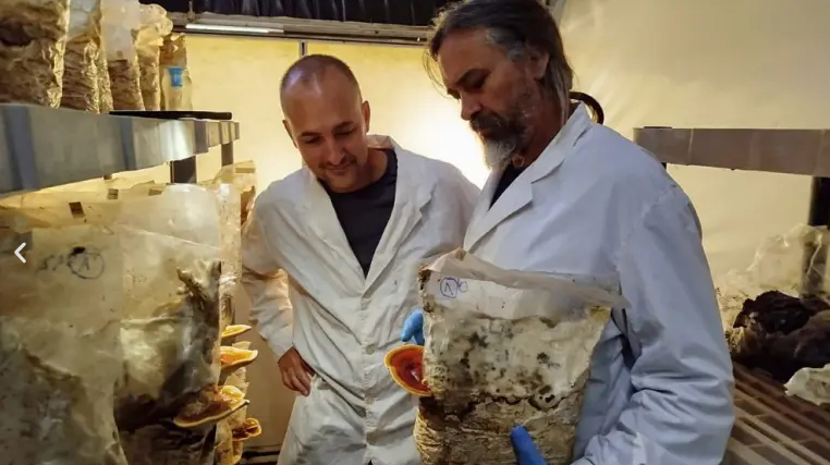 La inclusión del Ganoderma lucidum, conocido como Reishi, al Código Alimentario Argentino representa un hito en la producción de alimentos con propiedades alimenticias y beneficios para la salud.